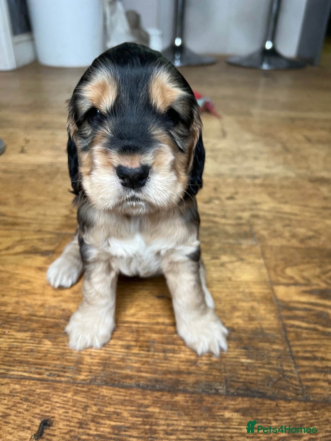 Cocker Spaniel dogs for sale: Three male cocker spaniel puppies for sale - Image 9