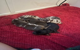 Dachshund dogs for sale: 5 beautiful daschund’s for sale  - Image 14