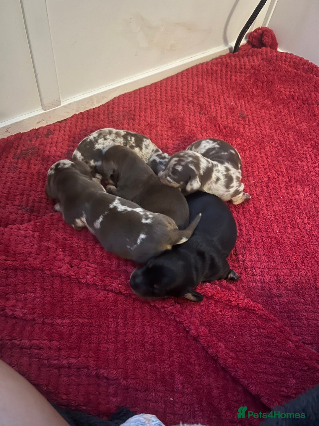 Dachshund dogs for sale: 5 beautiful daschund’s for sale  - Image 14