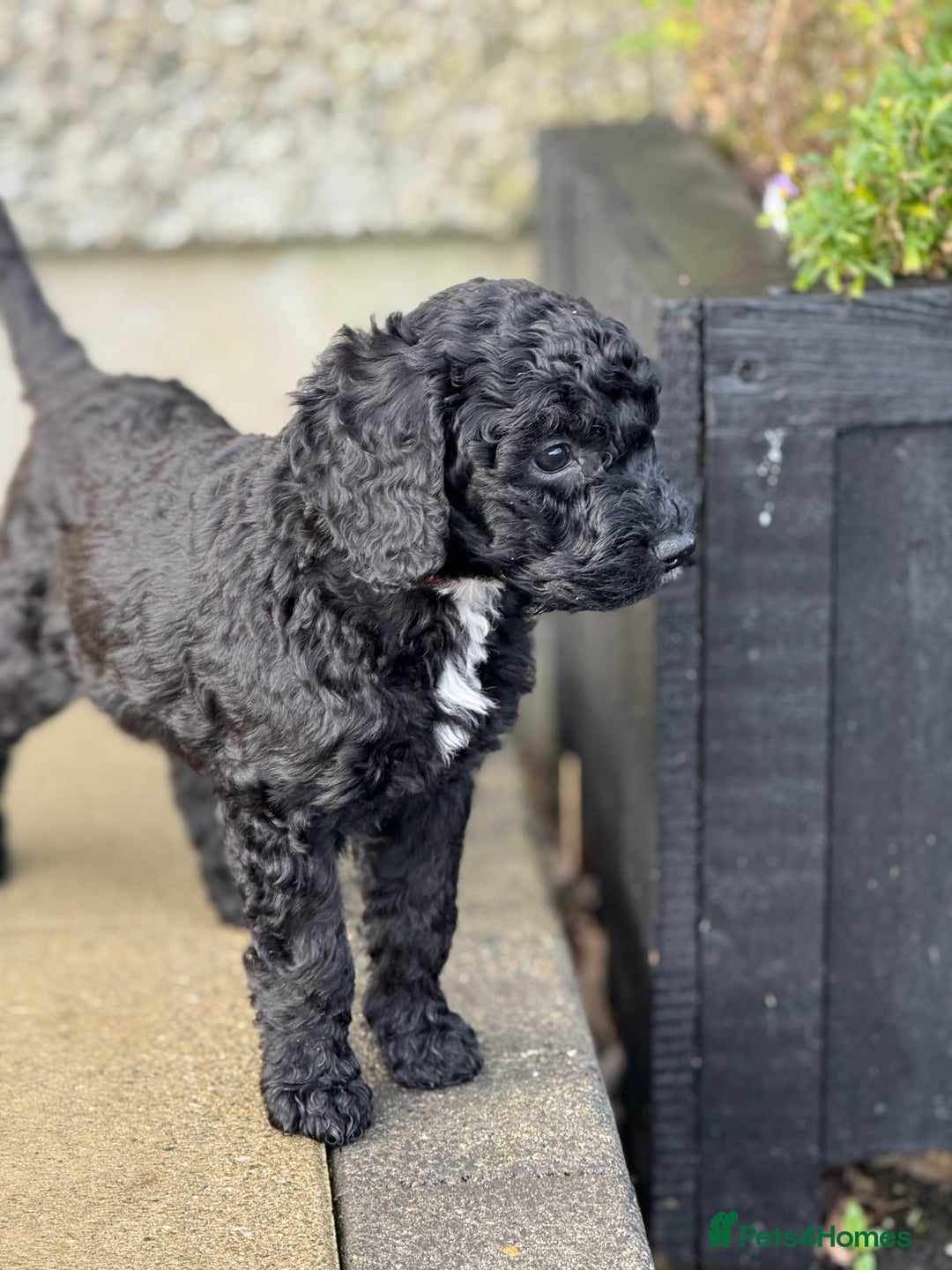 Mixed Breed dogs for sale: 🐾F3 Irish X Australian Labradoodle Puppies  - Advert 18