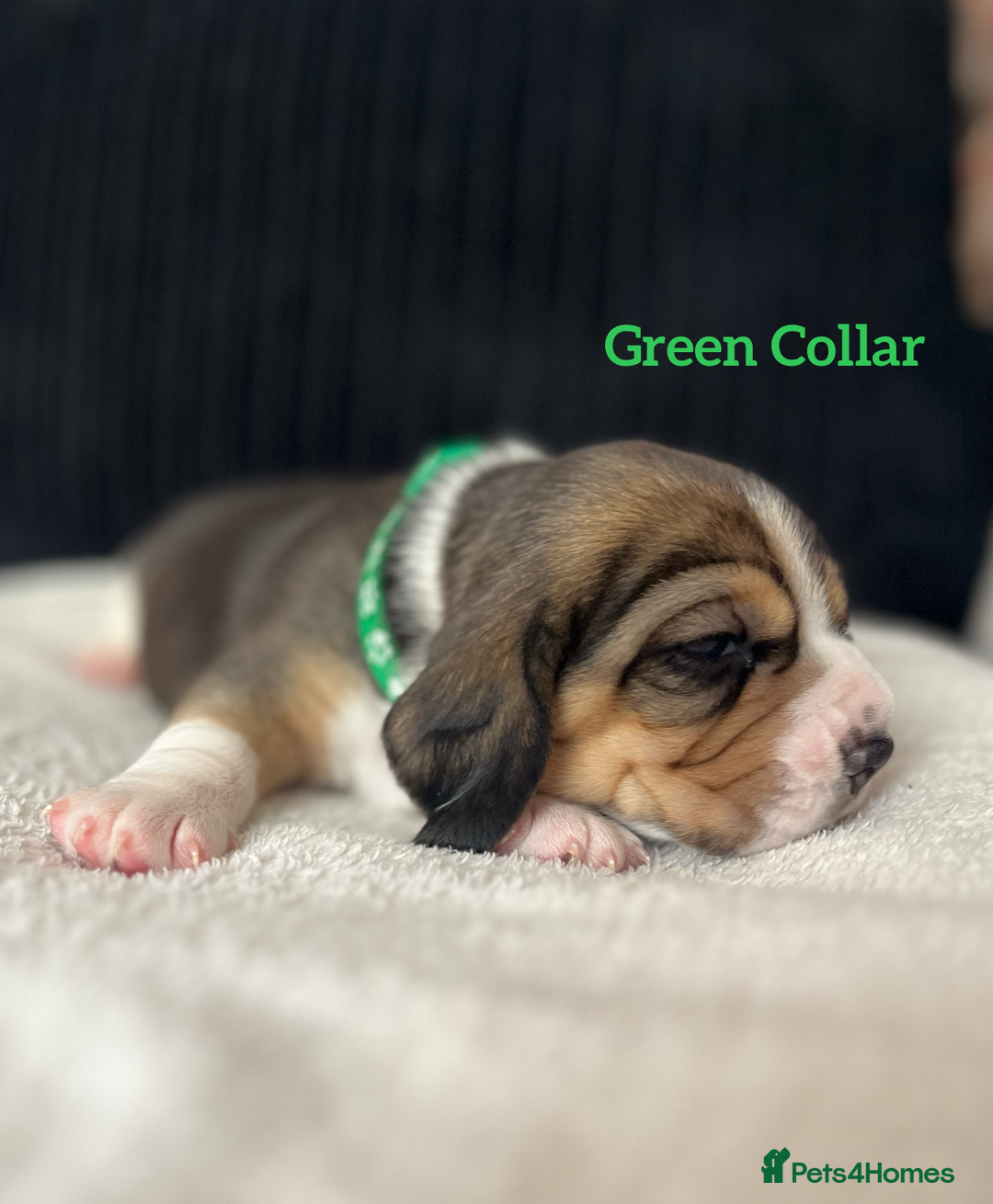 Beagle dogs for sale: 2 Beagle Girl Pups left -(KC Reg), Champ Bloodline - Image 15
