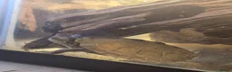 Turtle reptiles for sale: Mississipi Map Turtle-Full Set-Up in Gravesend - Advert 4