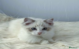 Ragdoll cats for sale: Playful Pedigree Ragdoll Kittens Available - Image 20