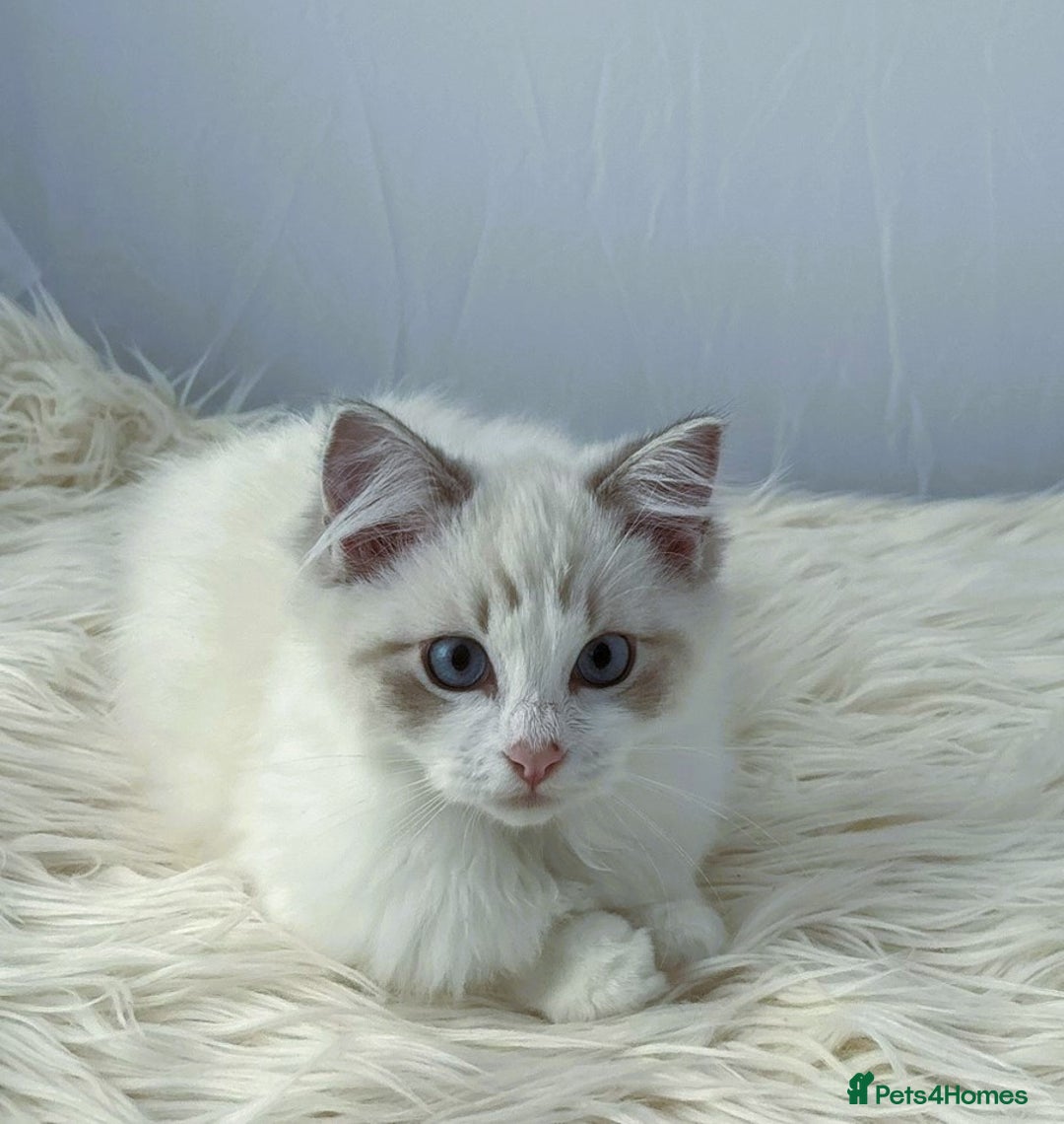 Ragdoll cats for sale: Playful Pedigree Ragdoll Kittens Available - Image 20