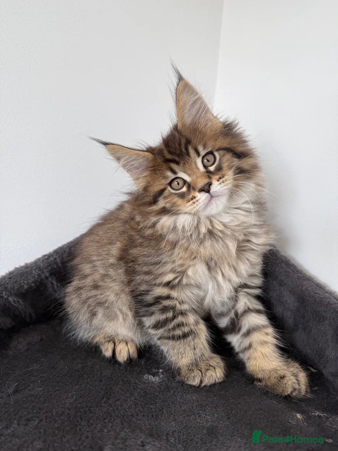 Maine Coon cats for sale: XL Russian Cubs 💚 - Advert 11