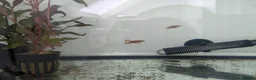Frog reptiles for sale: African clawed froglets - Advert 6