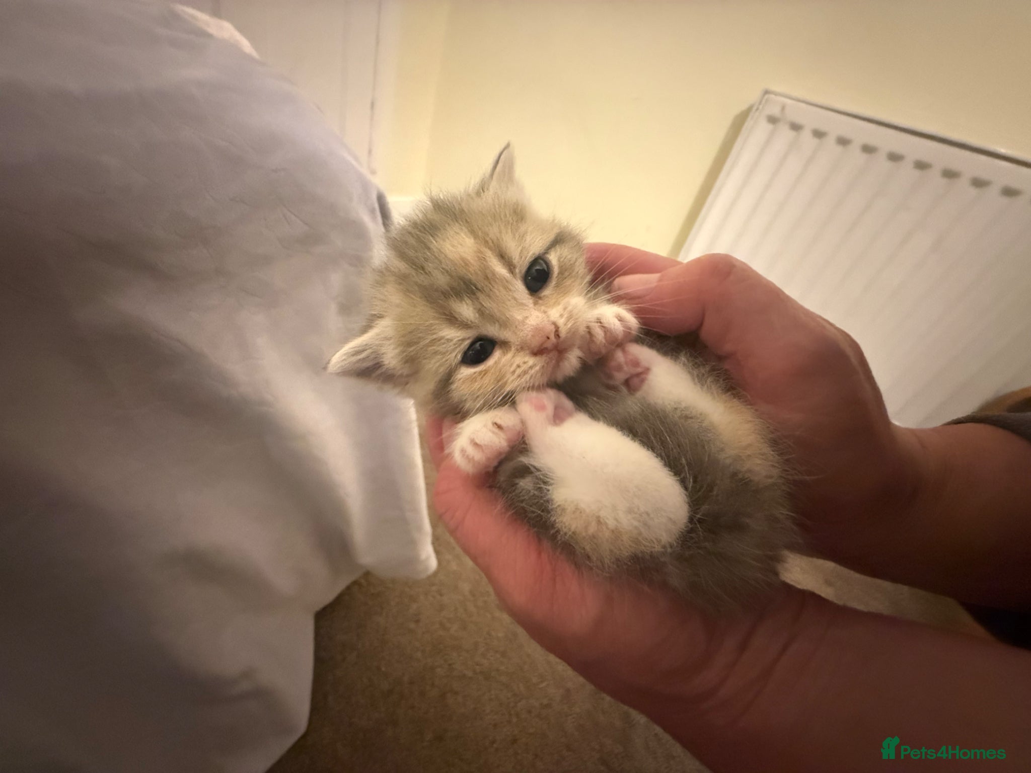 Mixed Breed cats Persian and Exotic Persian cross kittens - Advert 2
