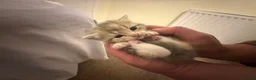 Mixed Breed cats for sale: Persian and Exotic Persian cross kittens - Advert 1