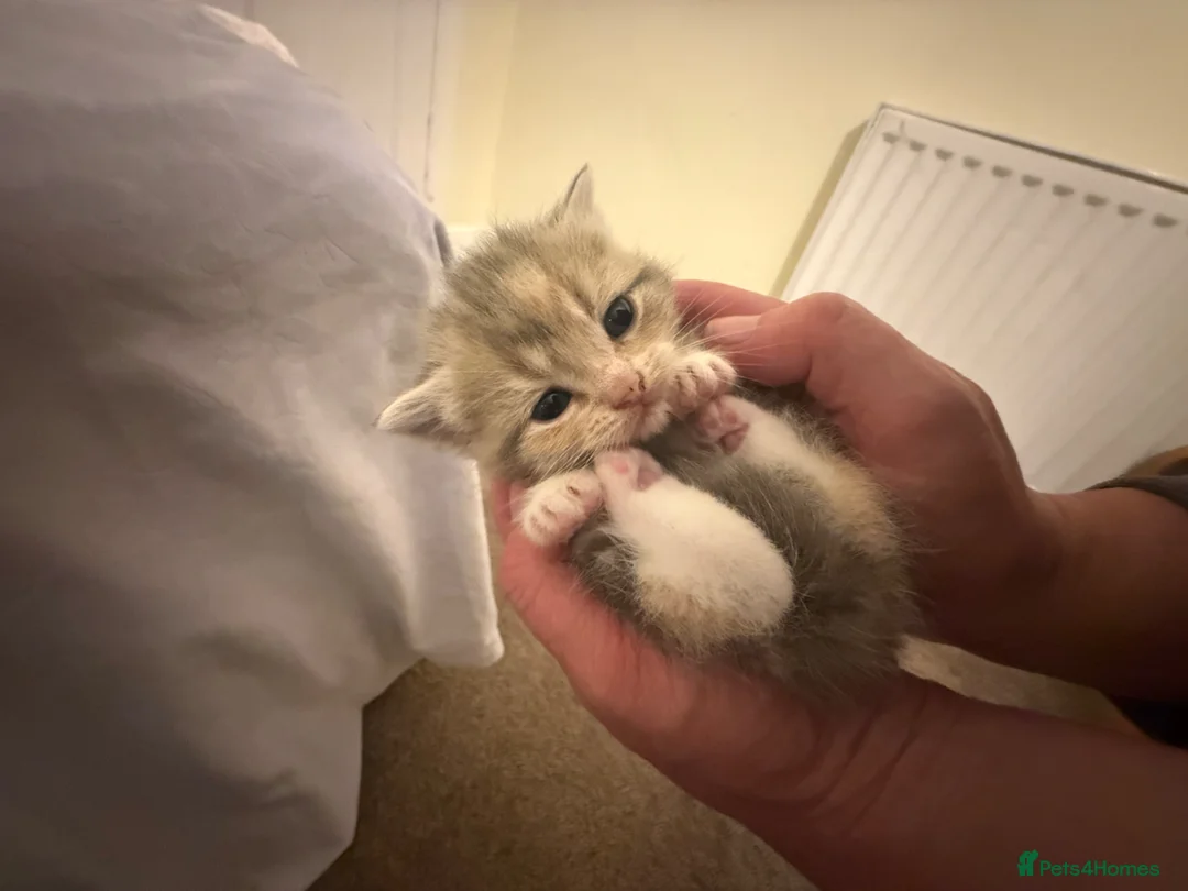 Mixed Breed cats for sale: Persian and Exotic Persian cross kittens - Advert 1