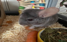 Chinchilla rodents for sale: Lovely male chinchilla for sale  - Image 6