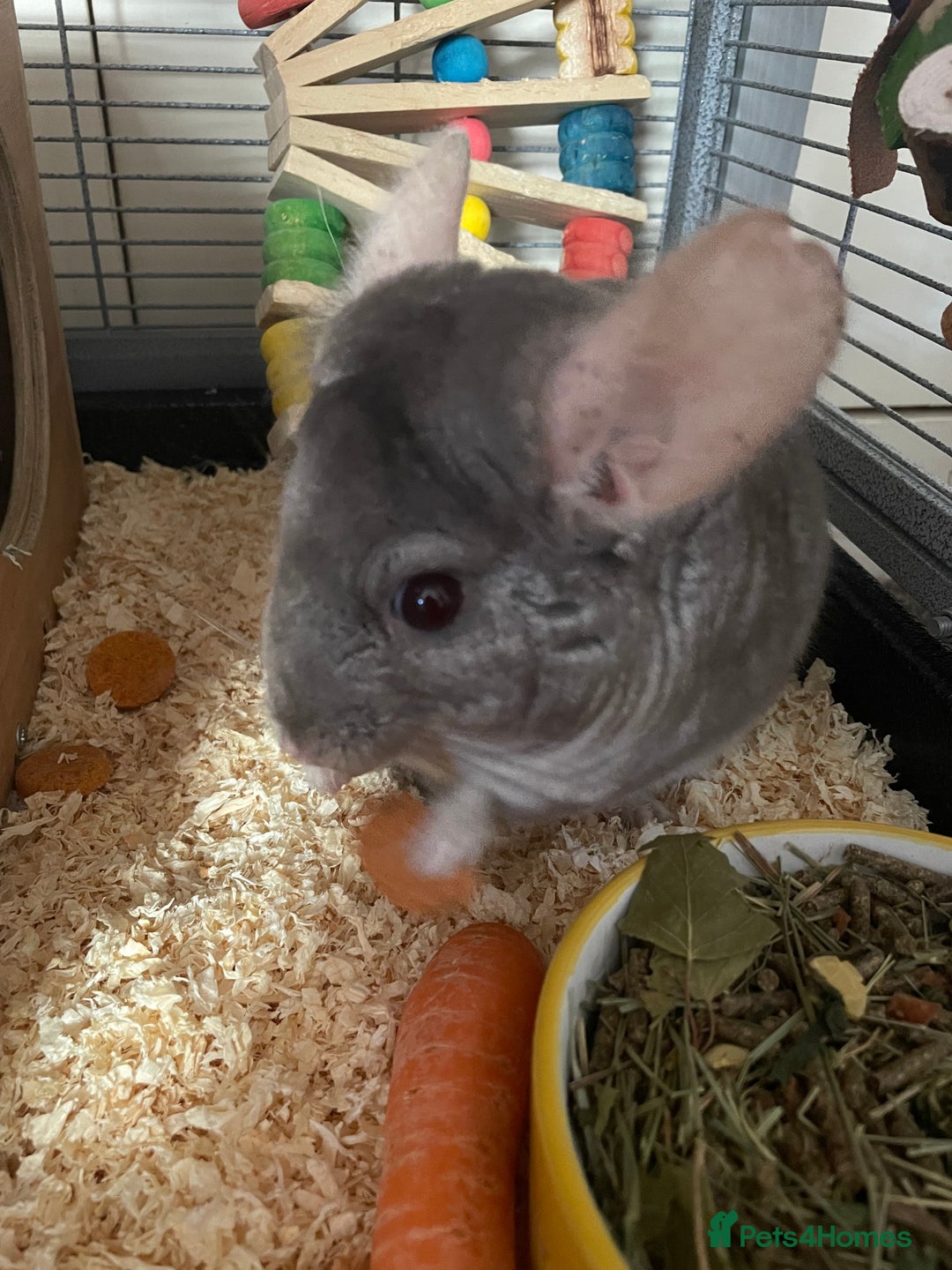 Chinchilla rodents for sale: Lovely male chinchilla for sale  - Image 6