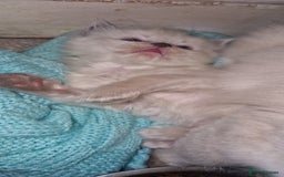 Ragdoll cats for sale: Gorgeous Ragdoll Kittens  - Image 3