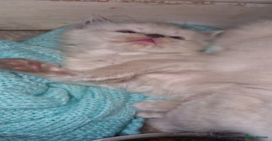 Ragdoll cats - Advert 4