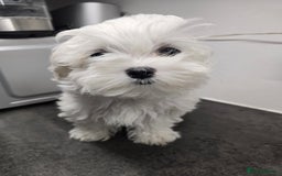 Maltese dogs for sale: 50%KOREAN KC Little Girl  - Image 2