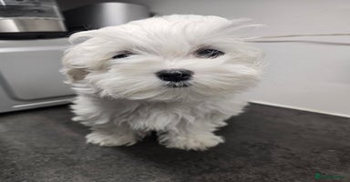 Maltese dogs - Advert 16