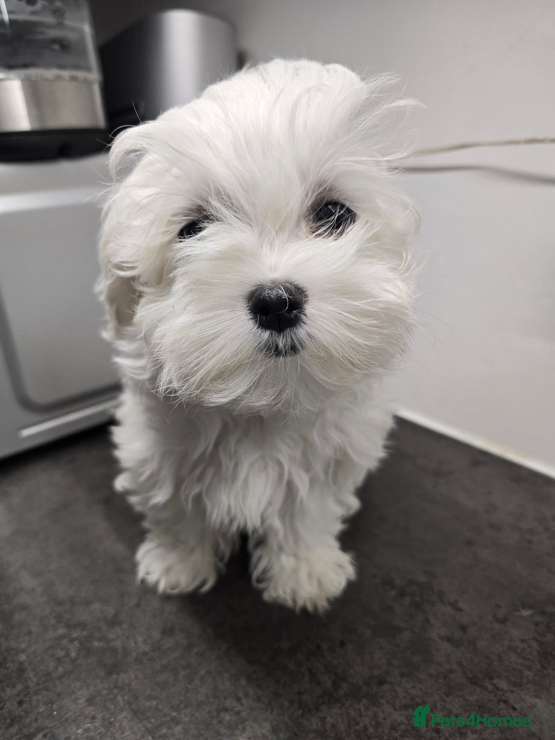 Maltese dogs for sale: 50%KOREAN KC Little Girl  - Image 2