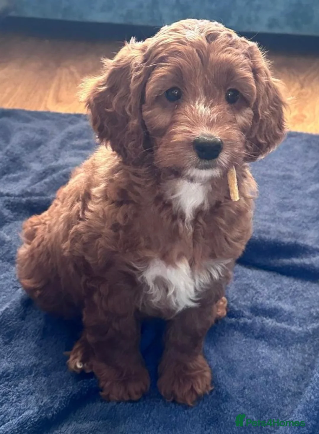Cockapoo dogs for sale: Toy Cockapoo - Advert 2