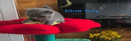 British Shorthair cats for sale: Blue British Shorthair kittens, GCCF registered in London - Advert 14