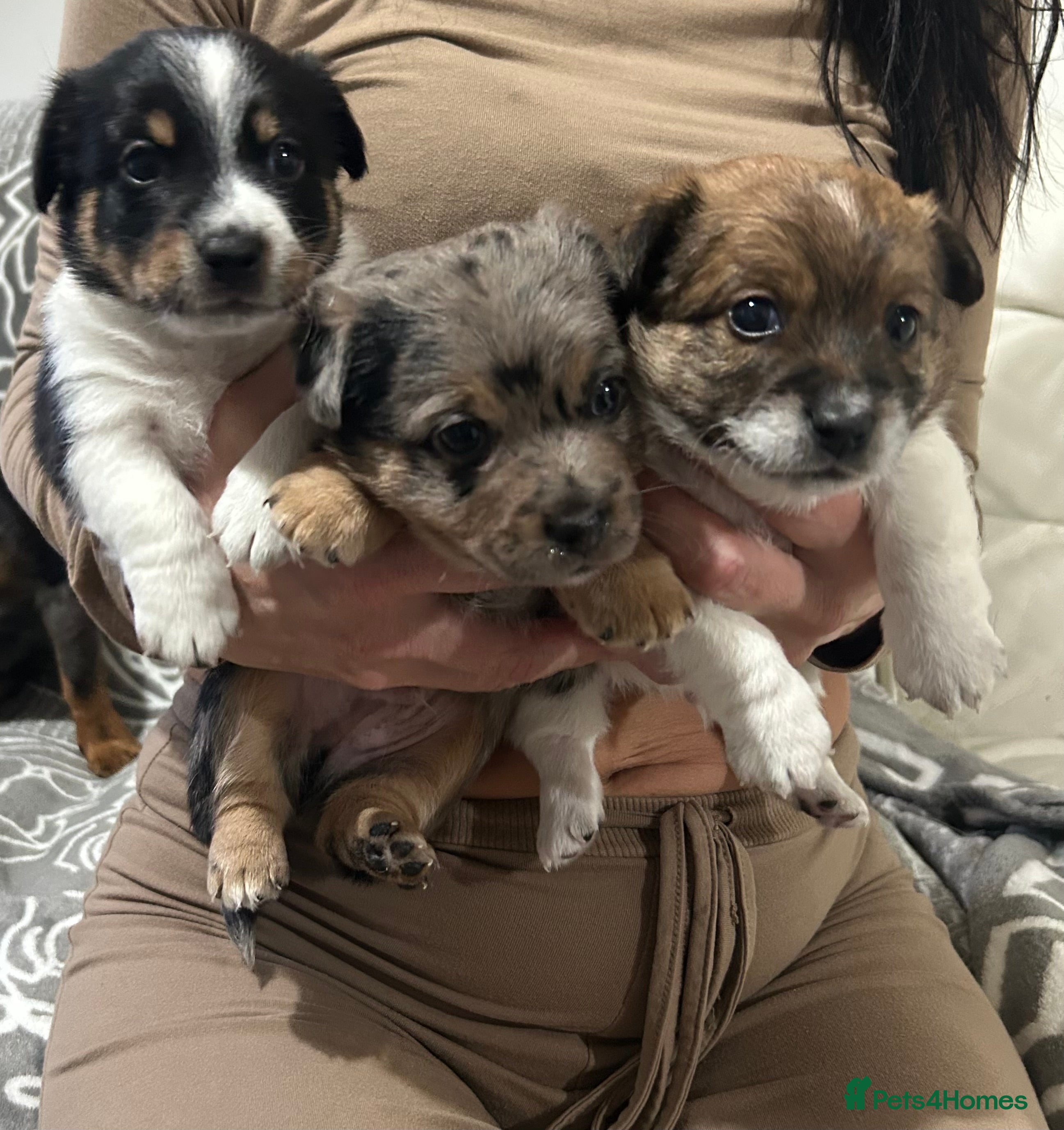 Jack Russell dogs Beautiful Jack Russell Terrier puppies available  - Advert 6