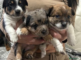Jack Russell dogs Beautiful Jack Russell Terrier puppies available - Advert 6