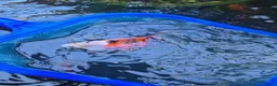 Fancy Goldfish fish for sale: Shubunkin pond fish  in Corby - Advert 5