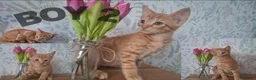Mixed Breed cats for sale: Ginger kittens for sale - Advert 1