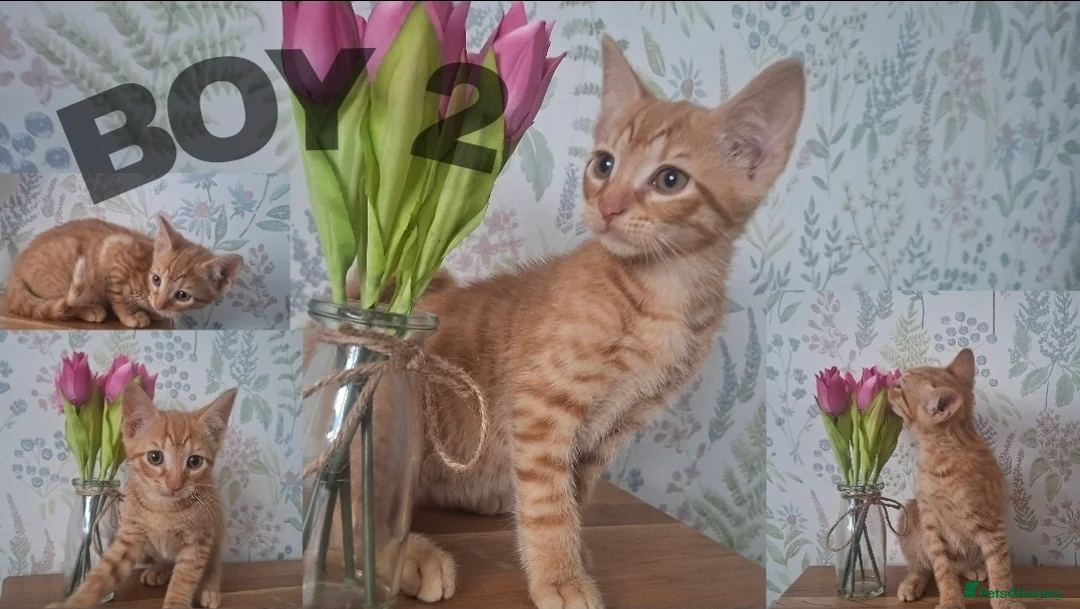 Mixed Breed cats for sale: Ginger kittens for sale - Advert 1