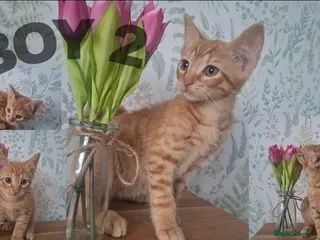 Mixed Breed cats Ginger kittens for sale - Advert 3