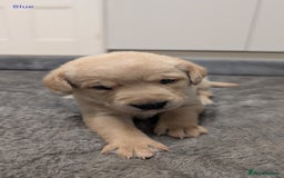 Labrador Retriever dogs for sale: Gorgeous Yellow Labrador Puppies - Image 17