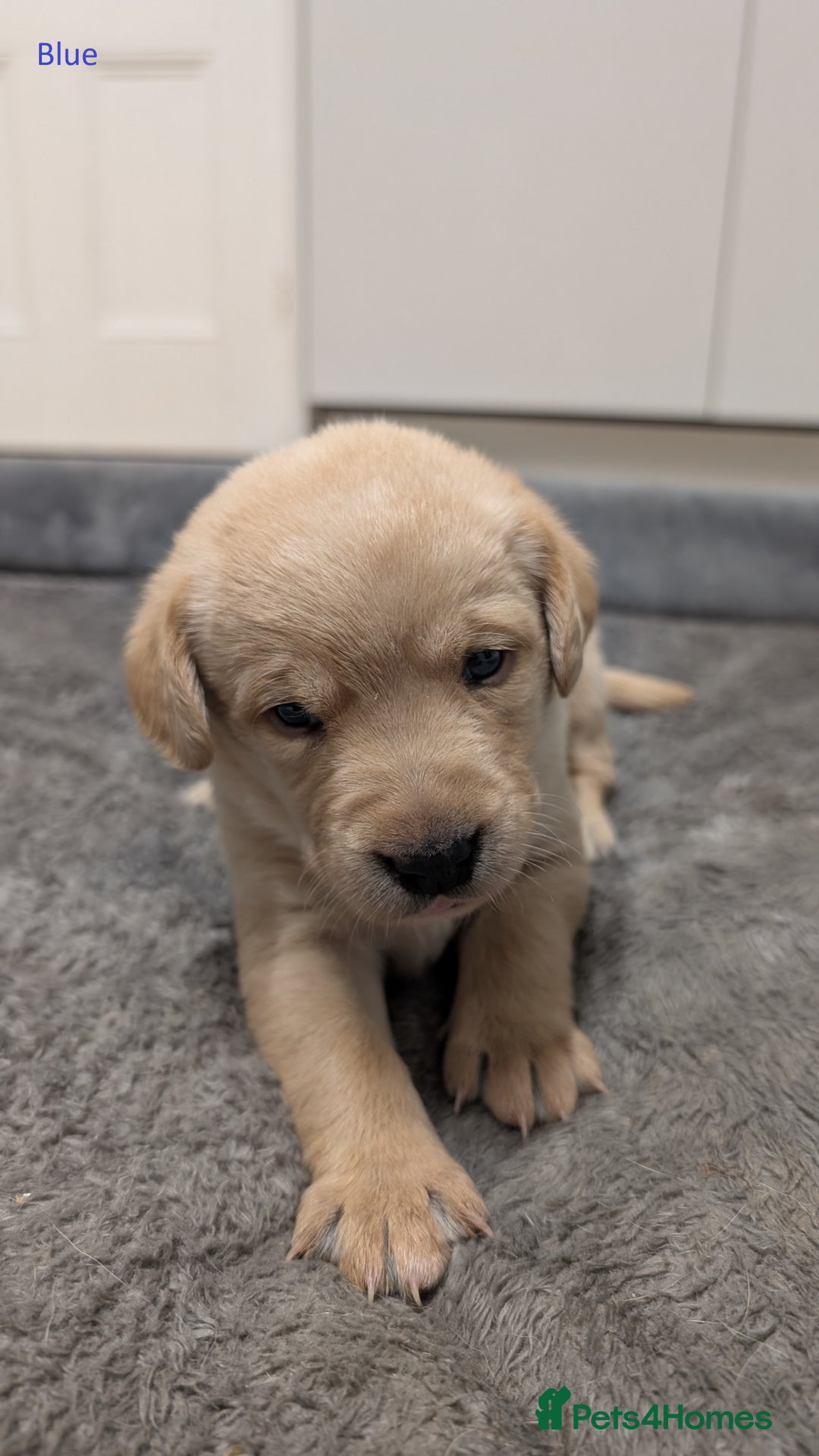 Labrador Retriever dogs for sale: Gorgeous Yellow Labrador Puppies - Image 17