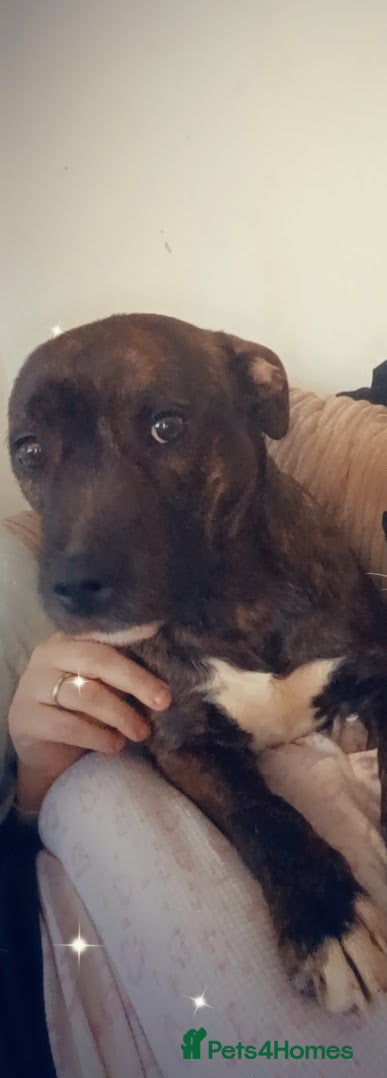Mixed Breed dogs Staffy bull Terrier mix  - Advert 10
