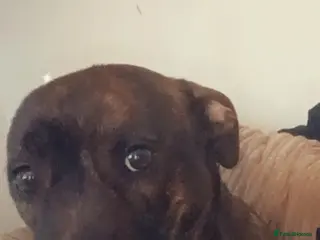 Mixed Breed dogs Staffy bull Terrier mix - Advert 10