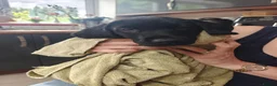 Labrador Retriever dogs for sale: Mr Orange – Gorgeous Black Labrador Boy - Advert 34