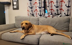 Labrador Retriever dogs for stud: Amazing Yellow Boy - Image 4
