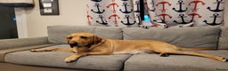 Labrador Retriever dogs for stud: Amazing Yellow Boy - Advert 4
