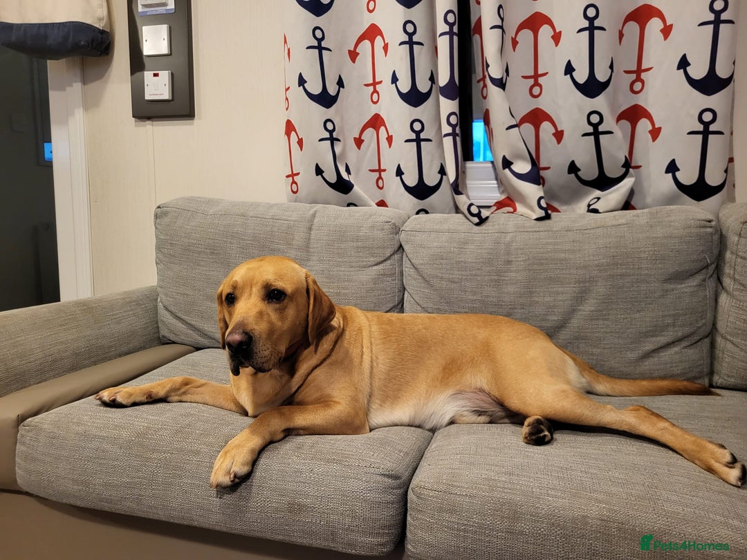 Labrador Retriever dogs for stud: Amazing Yellow Boy - Image 4
