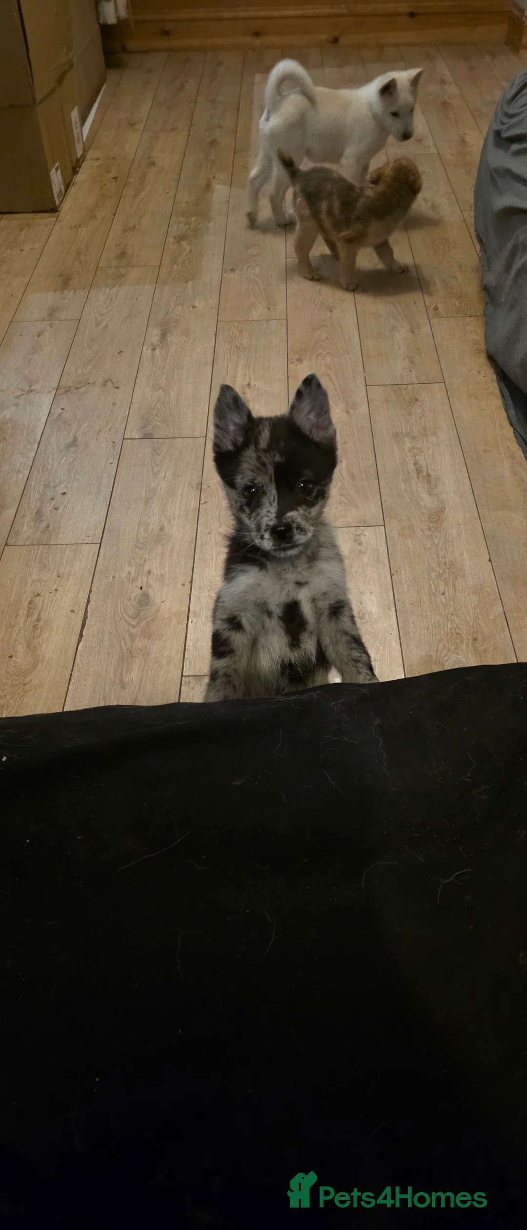 Mixed Breed dogs for sale: Adorable Merle Chowski's for sale  - Advert 25