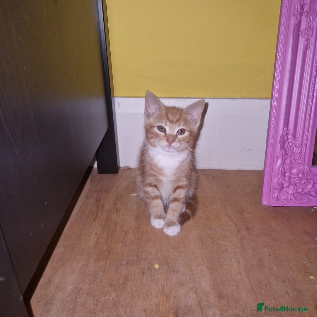 Mixed Breed cats for sale: 3 males kittens looking for furever homes - Image 3