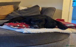 Cocker Spaniel dogs for sale:  6 month old Cocker spaniel (Albie) - Image 8
