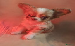 Chihuahua dogs for sale: Beautiful Long-Haired Chihuahua Puppies - Advert 10