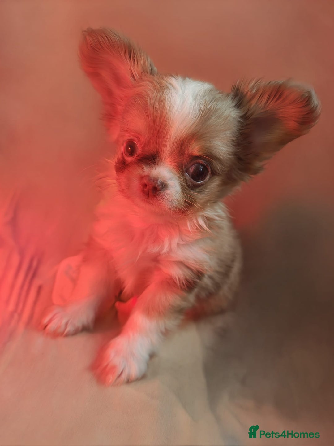 Chihuahua dogs for sale: Beautiful Long-Haired Chihuahua Puppies - Advert 10