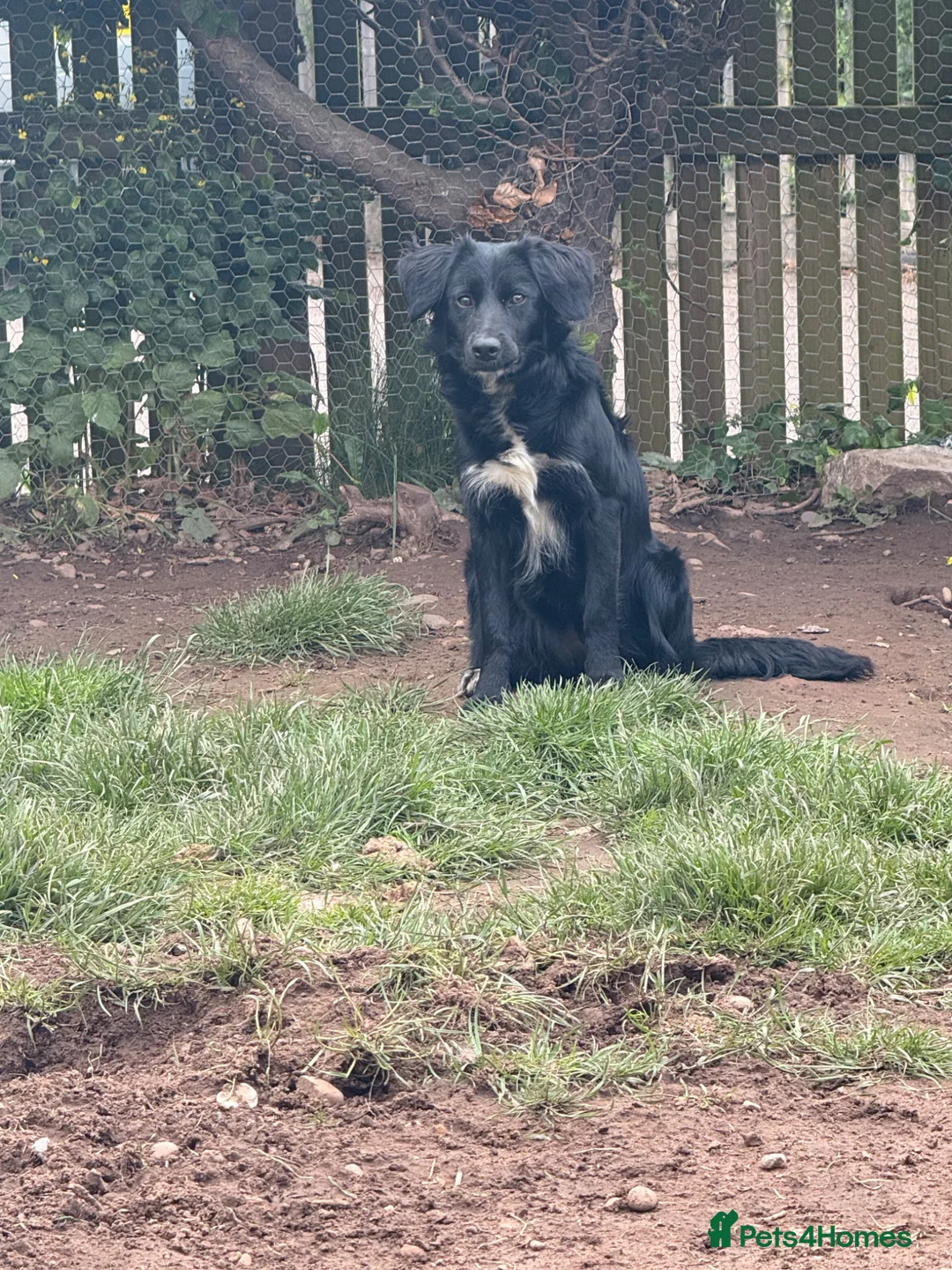 Mixed Breed dogs for sale: Cocker x border collie bitch for sale  in Sutton-in-Ashfield - Advert 3