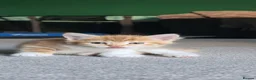 Domestic Shorthair cats for sale: Ginger kittens for sale - Advert 24