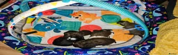 Shih Tzu dogs for sale: Shih tzus  in Derby - Advert 3