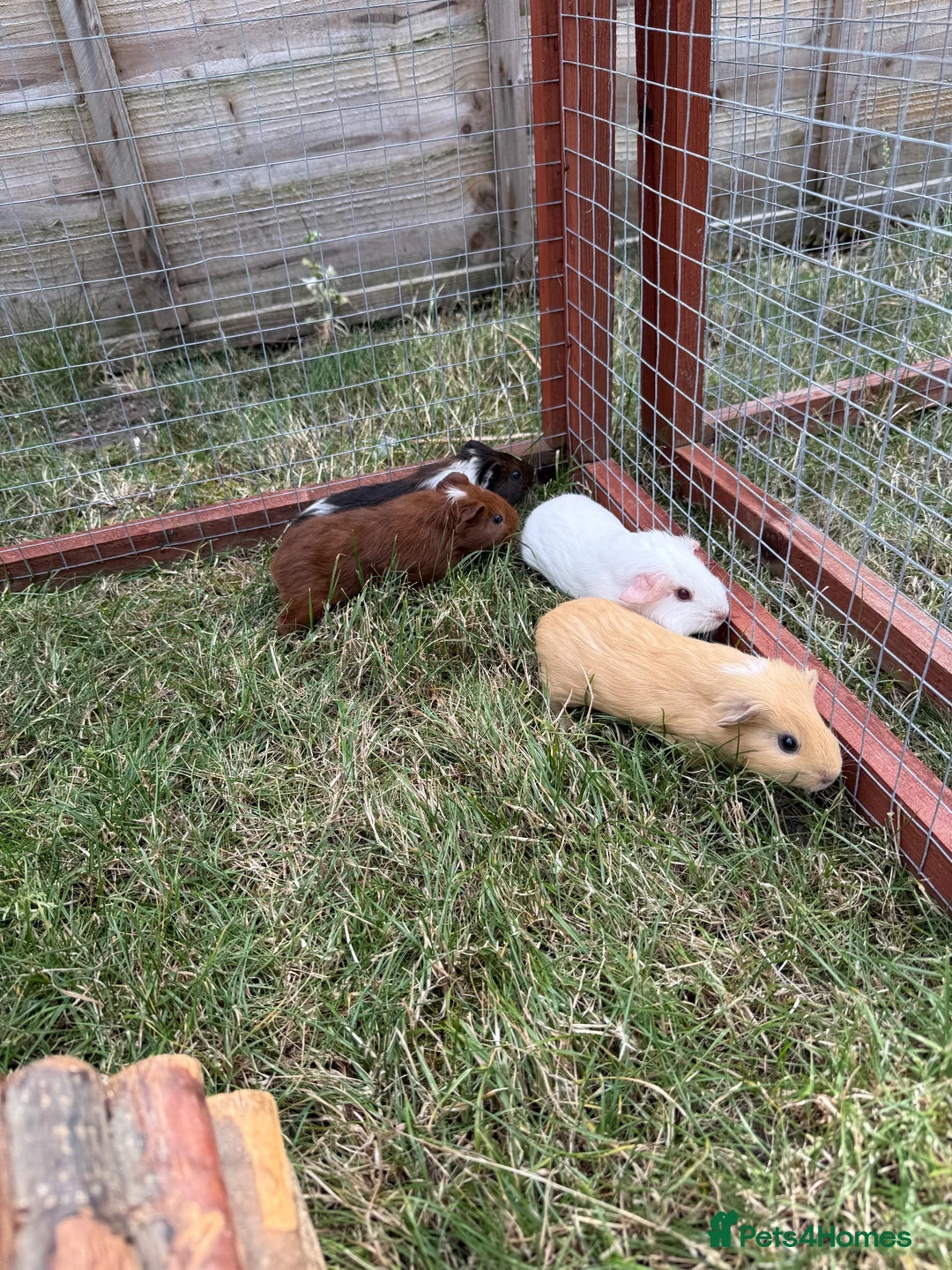Guinea Pig rodents for sale: Gorgeous female baby guinea pigs! in Tamworth - Advert 8
