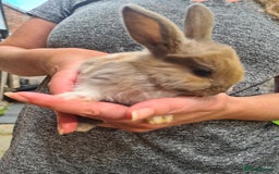 Lionhead rabbits for sale: Lionhead x Lop Baby Bunnies - Image 3