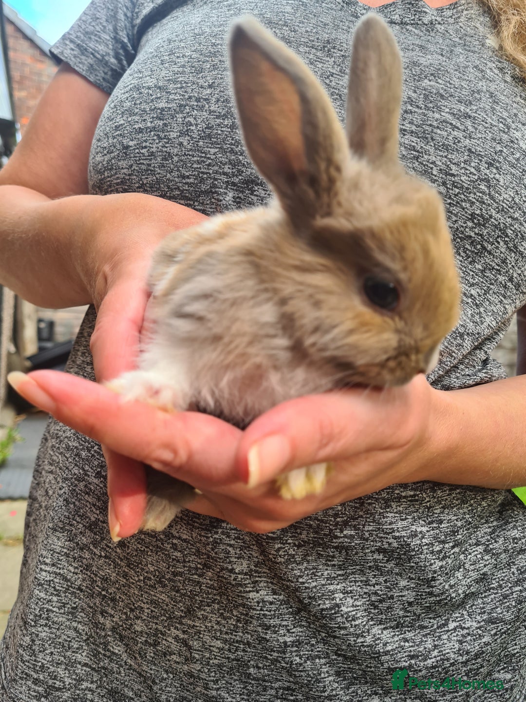 Lionhead rabbits for sale: Lionhead x Lop Baby Bunnies - Image 3