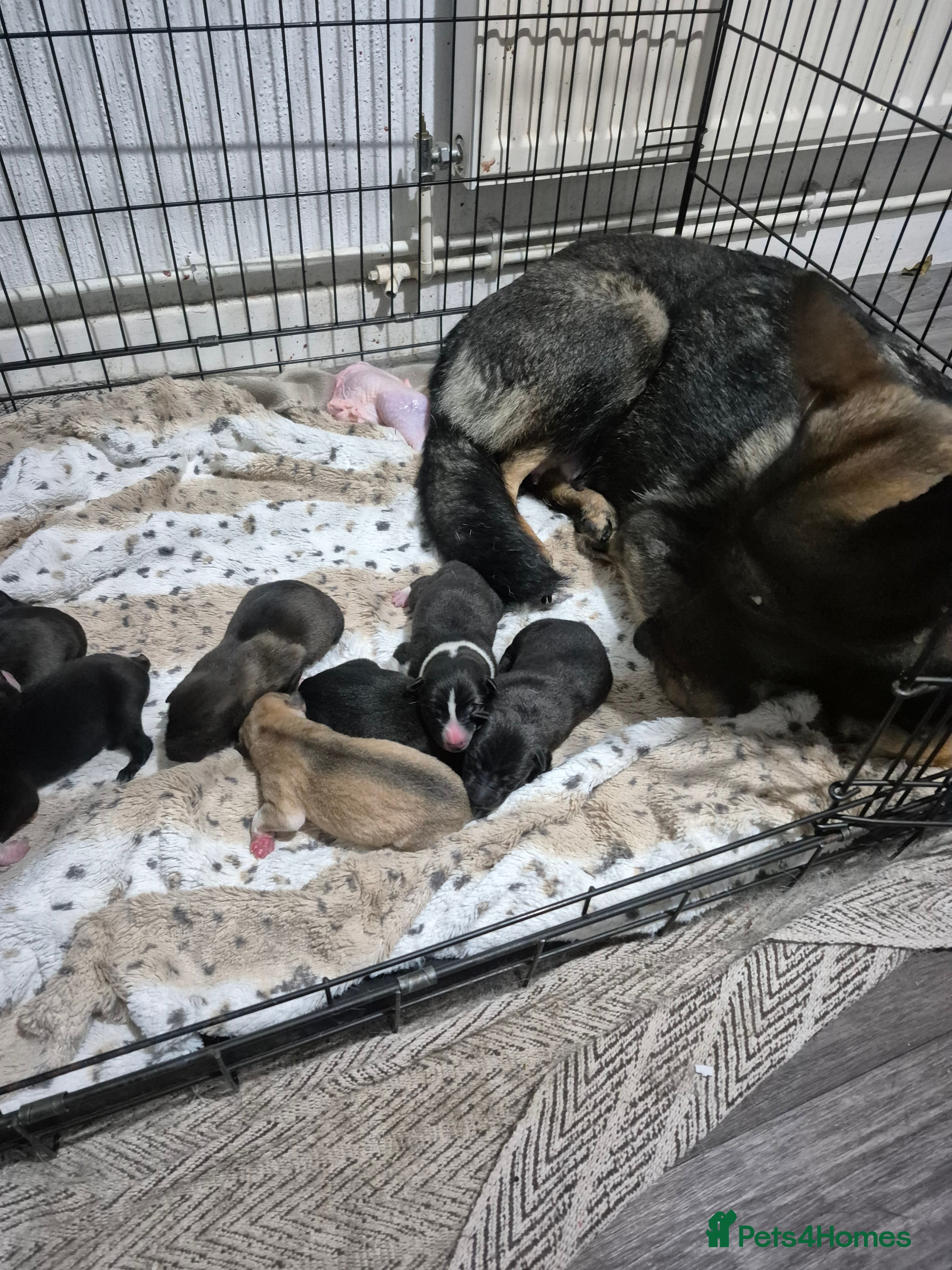 Mixed Breed dogs Wolf puppys for sale  - Advert 6