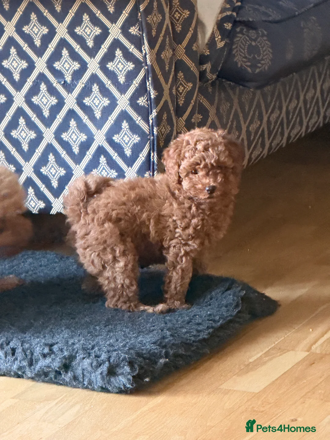 Maltipoo dogs for sale: Beautiful red multipoo for sale 2 boys 1 girl - Advert 14