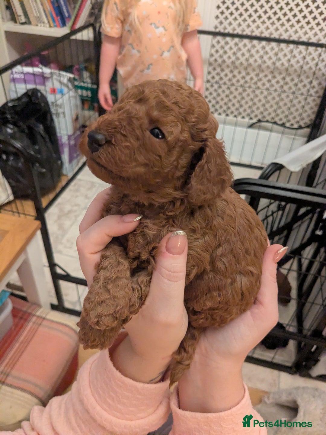 Cockapoo dogs for sale: ⭐Cockapoo beauties born to steal hearts⭐ - Advert 8